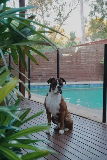 Keeping Pets Safe Around Your Pool & Spa in Biloxi, MS 